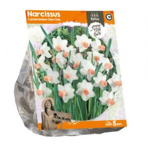 Baltus Narcissus Cyclamineus Cha-Cha bloembollen per 5 stuks